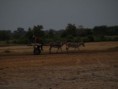 /album/photos-toubacouta/pb234269-jpg/