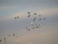 /album/photos-toubacouta/pb234279-jpg/