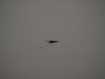 /album/photos-toubacouta/pb234281-jpg/
