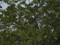 /album/photos-toubacouta/pb234295-jpg/