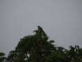 /album/photos-toubacouta/pb234301-jpg/