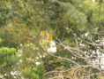 /album/photos-toubacouta/pb234324-jpg/