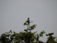 /album/photos-toubacouta/pb234327-jpg/
