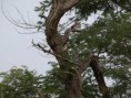 /album/photos-toubacouta/pb234343-jpg/
