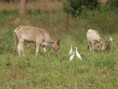 /album/photos-toubacouta/pb234357-jpg/