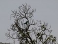 /album/photos-toubacouta/pb234360-jpg/
