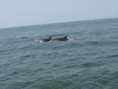 /album/photos-toubacouta/pb244380-jpg/