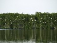 /album/photos-seuls-au-monde-mouillage-dans-la-mangrove/pb204214-jpg/