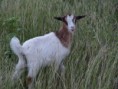 /album/photos-les-grenadines/p1045391-jpg/
