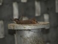 /album/photo%20des%20jardins%20de%20galata%20%c3%a0%20saint%20pierre/p2216720-jpg/