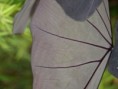 /album/photo%20des%20jardins%20de%20galata%20%c3%a0%20saint%20pierre/p2226811-jpg/