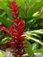 /album/photo%20des%20jardins%20de%20galata%20%c3%a0%20saint%20pierre/p2226812-jpg/