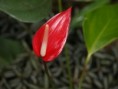 /album/photo%20des%20jardins%20de%20galata%20%c3%a0%20saint%20pierre/p2226814-jpg/