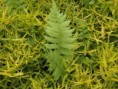 /album/photo%20des%20jardins%20de%20galata%20%c3%a0%20saint%20pierre/p2226815-jpg/