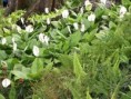 /album/photo%20des%20jardins%20de%20galata%20%c3%a0%20saint%20pierre/p2226819-jpg/