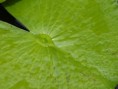 /album/photo%20des%20jardins%20de%20galata%20%c3%a0%20saint%20pierre/p2226821-jpg/
