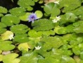 /album/photo%20des%20jardins%20de%20galata%20%c3%a0%20saint%20pierre/p2226822-jpg/