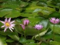 /album/photo%20des%20jardins%20de%20galata%20%c3%a0%20saint%20pierre/p2226874-jpg/