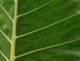 /album/photo%20des%20jardins%20de%20galata%20%c3%a0%20saint%20pierre/p2226875-jpg/